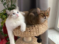 -猫大福·Fortune Cat猫舍(百子湾店)