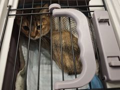 -艾吉宠物医院·疑难杂症转诊中心·猫友好(碧江路院)