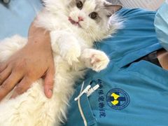 -动物缘宠物医院·骨科·猫科(西二环店)