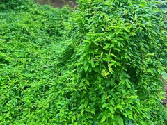 -汉长安城未央宫国家考古遗址公园