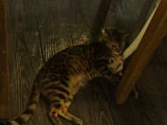 -吉丁鸟咖·异宠·寄养