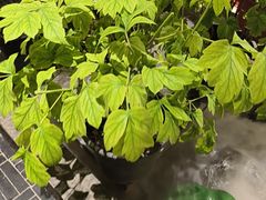 -杏花村水席楼·洛阳水席(老城十字街店)