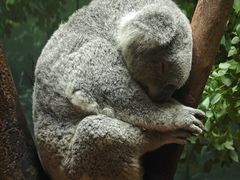 -广州长隆野生动物世界