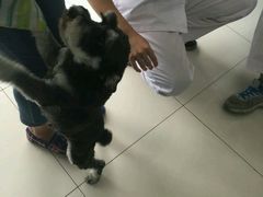 -中农大我爱我爱24h动物医院·中医针灸·猫专科·骨科医疗中心(双井店)