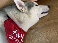 -Husky Go! 哈士奇体验馆·宠物咖啡厅狗咖