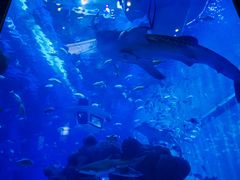 -成都浩海立方海洋公园