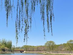 -大兴滨河森林公园