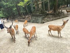 -奈良公园