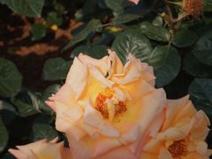 -人民公园(罗湖区)