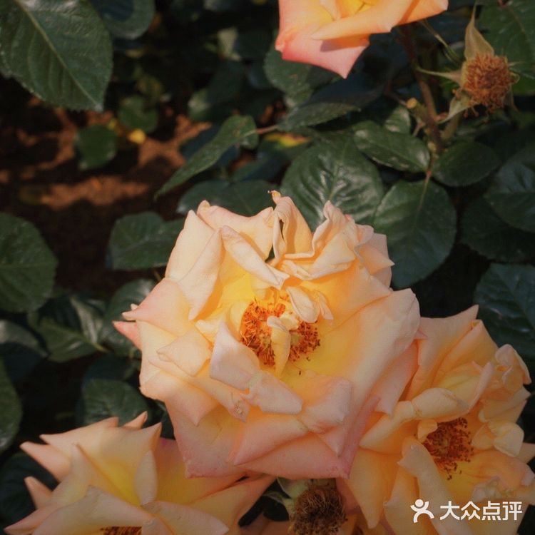 深圳花海公园⛲️|如油画般的月季花悄悄开了🌹