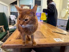 -猫小院猫主题餐厅(南锣旗舰店)
