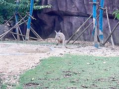-武汉动物园