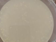 -金城包子牛肉灌汤包(台东四路店)