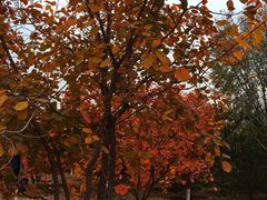 -永定河休闲森林公园