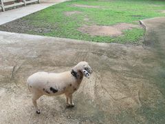 -清迈夜间动物园