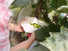 -庞各庄翠芳园西瓜蔬菜基地采摘园