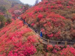 -木兰云雾山