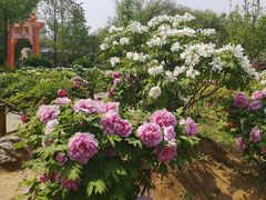 -洛阳市隋唐城遗址植物园
