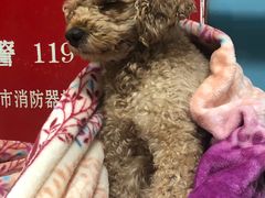 -皮特动物医院(24小时店)