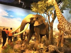 -陕西自然博物馆