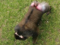 -西霞口神雕山野生动物世界