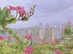 -金鸡山公园