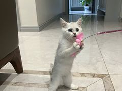 -艾贝尔宠物医院·24H转诊中心·肿瘤猫专科(江宁双龙店)