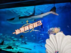 -烟台海昌鲸鲨海洋公园