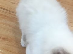 -momokira米努特·德文卷毛猫·棉花面纱犬