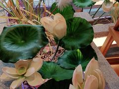 -荷塘秋月·本帮江浙菜(国权路店)