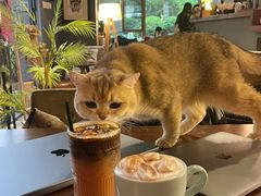 -咖法森林·咖啡  酒吧(天河店)