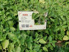 -广州神农草堂中医药博物馆