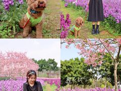 -天适樱花悠乐园