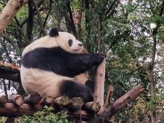 -成都大熊猫繁育研究基地