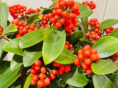 -双季花艺园艺市场(浦东店)