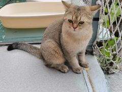 -喵屿·大理花园猫咖