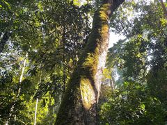 -西双版纳原始森林公园