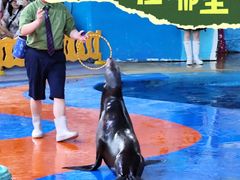 -海合安武汉极地海洋公园