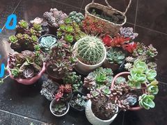 -龙大花卉苗木市场