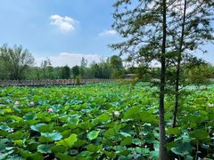 -溱湖国家湿地公园