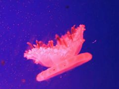 -福州罗源湾海洋世界旅游区