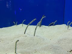 -上海海洋水族馆