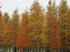 -白鹭湾湿地公园