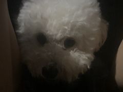 -宠福鑫康馨动物医院·骨科·眼科
