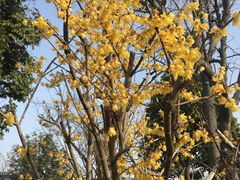 -鹅湖玫瑰文化园