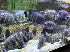 -上海海洋水族馆