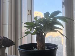 -宜家家居(四元桥商场店)