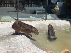 -廊坊固安福朋喜来登酒店