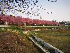 -天适樱花悠乐园
