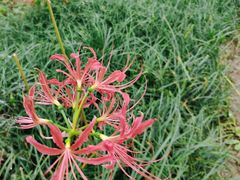 -黄海国家森林公园